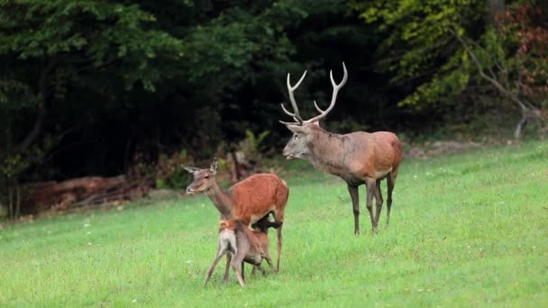 Red deer, rutting season. Deer stag roaring.. — Stock Video