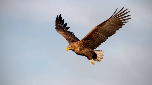 Adult white-tailed eagle flying against sky at sunset. — Stock Photo, Image