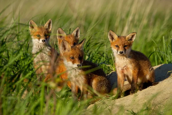 Raposa vermelha, vulpes vulpes, família perto de covil animal . — Fotografia de Stock