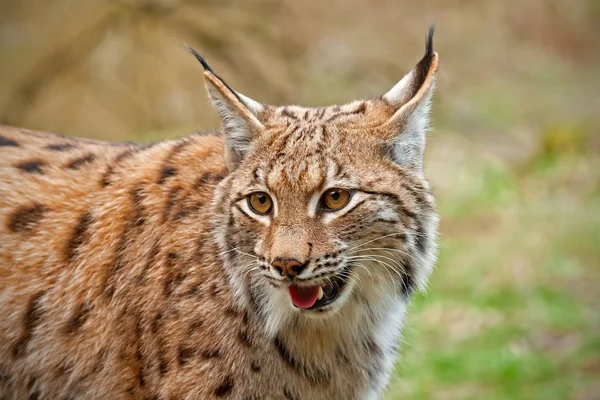 Nära utsikt över leende vilda Lynx i naturen — Stockfoto