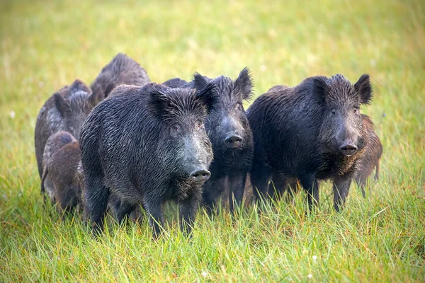 Eine Herde Wildschweine auf einer Wiese mit vom Tau nassem Gras. — Stockfoto