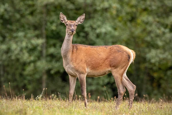 Καλοκαίρι φύση τοπίο των hind άγριο κόκκινο ελάφι — Φωτογραφία Αρχείου