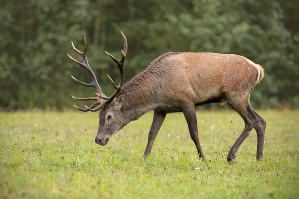 Cerf rouge pâturage sur prairie avec forêt verte floue en arrière-plan . — Photo