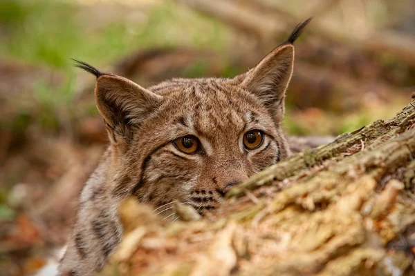 Lince euroasiático escondido detrás de un árbol caído asomándose —  Fotos de Stock