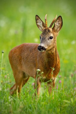 Şirin karaca, capreolus capreolus, yaz aylarında buck.