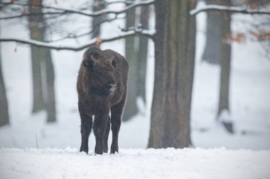 Avrupa Bizon, Bison bonasus, karla ormanda.
