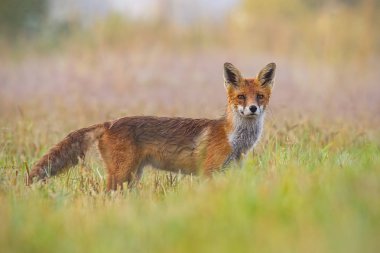 Kırmızı tilki, Vulpes vulpes, sabah erken saatlerde bulanık arka plan ile