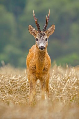 Karaca, Capreolus capreolus, büyük boynuzları ile Buck