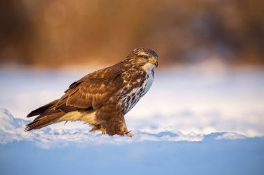 Ortak şahin, buteo buteo, kışın bir kar gün batımı