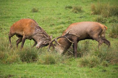 Kızıl geyik, cervus elaphus, rut sırasında kavga.