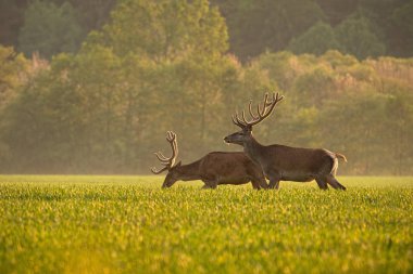 İki kırmızı geyik, Cervus elaphus, gün batımı enjoyingsunny hava