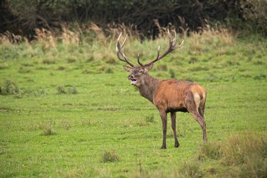 Kırmızı geyik, Cervus elaphus, Rut içinde Stag.
