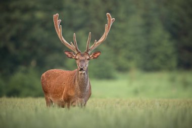 Kırmızı geyik, Cervus elaphus, kadife büyüyen boynuzları ile.
