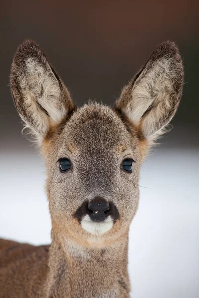 Portrait of roe deer, capreolus capreolus, in winter. — Stock Photo, Image