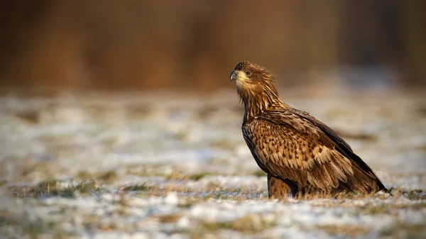 Jugendlicher Seeadler, haliaeetus albicilla, sitzt im Winter auf einem schneebedeckten Boden. — Stockfoto