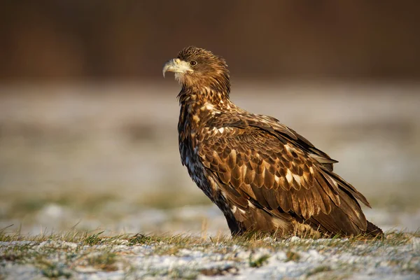 Jugendlicher Seeadler, haliaeetus albicilla, sitzt im Winter auf einem schneebedeckten Boden. — Stockfoto