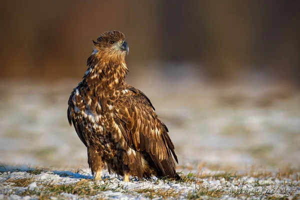 Fiatal fehér farkú sas (haliaeetus albicilla), télen hóval borított földre ült. — Stock Fotó