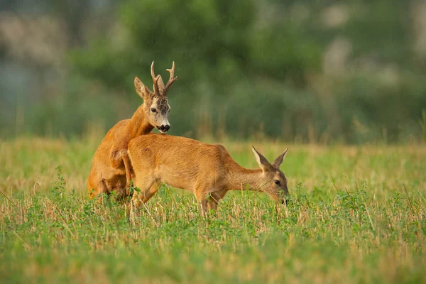 Roe deer, capreolus capreolus, couple copulating at evening light during summer rain. — Stock Photo, Image