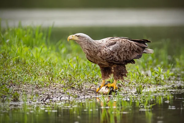 Adult white-tailed eagle, haliaeetus albicilla, in summer sitting on a bank. — Stock Photo, Image
