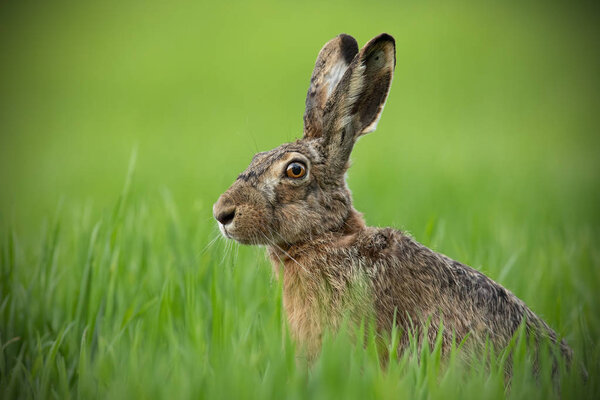 Portrait of brown hare with clear blurred green background.