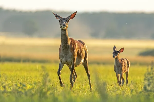 Cerf rouge derrière avec veau marchant au coucher du soleil . — Photo