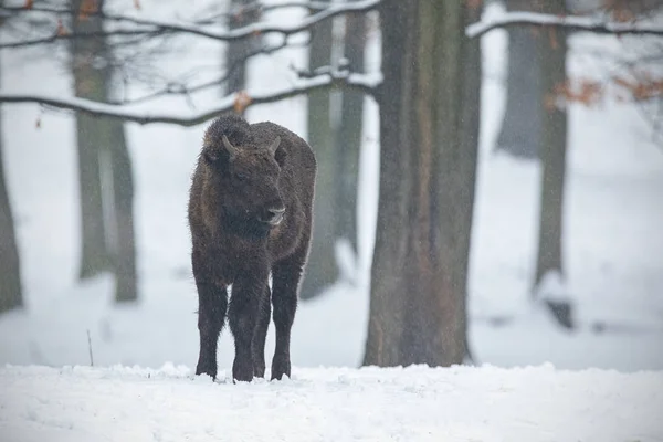 Bisonte europeo, bisonte bonasus, en el bosque con nieve . —  Fotos de Stock