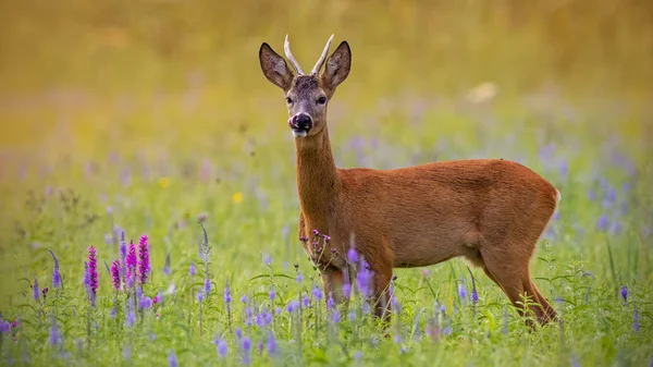 花でいっぱいの草原に夏に木びき台ノロジカ、capreolus capreolus. — ストック写真