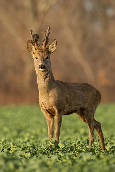 Cerf chevreuil au coucher du soleil avec fourrure d'hiver . — Photo