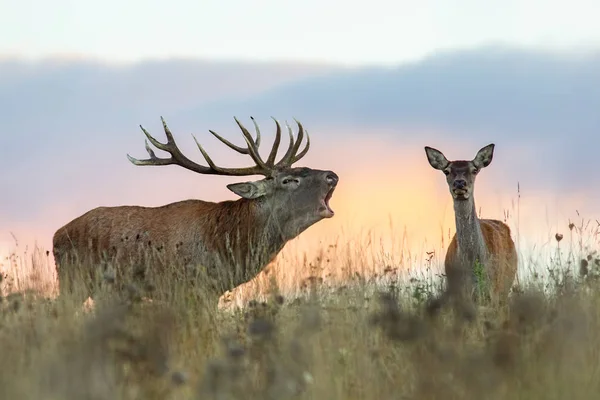 Rode herten, Cervus elaphus, paar tijdens spoorvorming seizoen. — Stockfoto