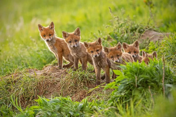 Raposa vermelha, vulpes vulpes, filhotes pequenos perto de covil curiosamente weatching ao redor — Fotografia de Stock