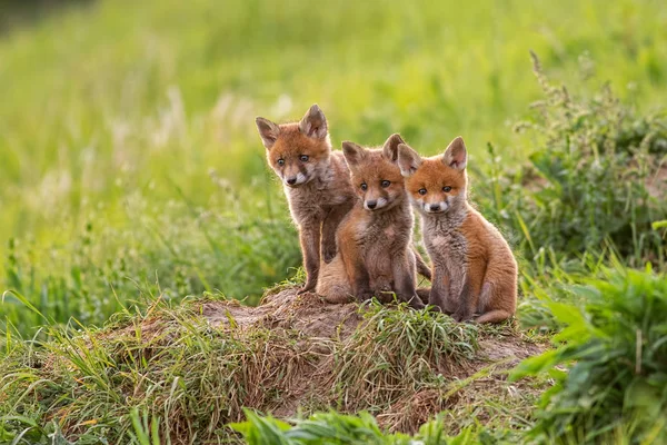 Рыжая лиса, стервятники, маленькие детеныши рядом с ден любопытно мычат вокруг — стоковое фото