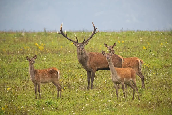 Manada de ciervos rojos, cervus elaphus, en temporada de celo . — Foto de Stock