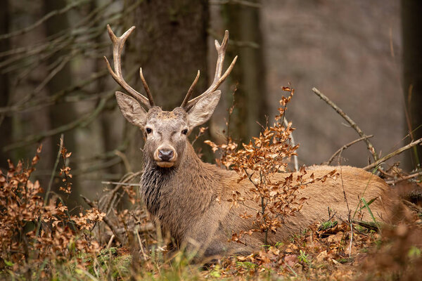 Red deer, cervus elaphus, lying in the autumn forest.