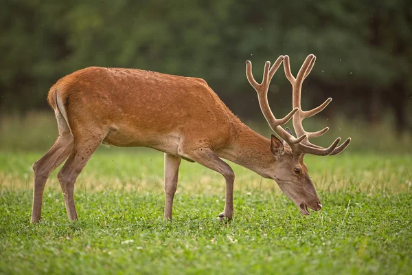 Red deer stag with antlers in velvet — Stock Photo, Image