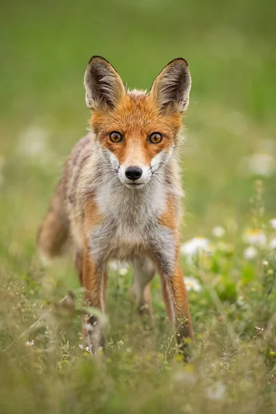 Jeune renard roux curieux sur une prairie d'été avec des fleurs — Photo