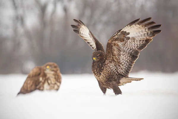 Common buzzards, buteo buteo, fighting in winter. — Stock Photo, Image