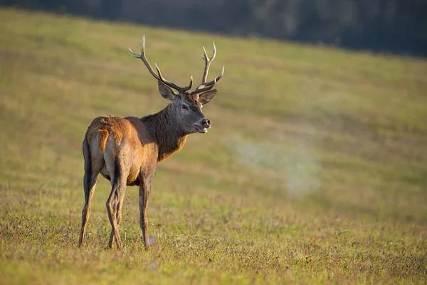 Gímszarvas, Cervus elaphus, szarvas a RUT légzés gőz. — Stock Fotó