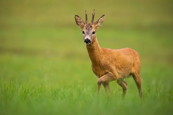 Rehwild, Capreolus capreolus, Bock im Sommer. — Stockfoto