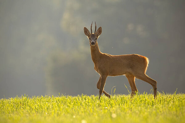 Roe deer, capreolus capreolus, buck in summer.