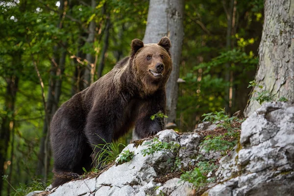 Orso bruno dominante, ursus arctos in piedi su una roccia nella foresta . — Foto Stock