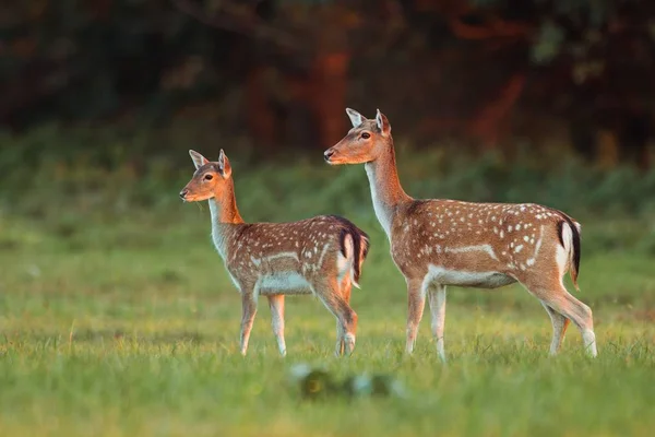 Doe en Fawn braakakker herten, Dama dama, in de herfstkleuren in de laatste zonnestralen. — Stockfoto