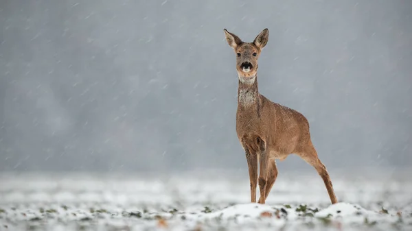 Roe deer, capreolus capreolus, doe in wintertime during a snowfall. — Stock Photo, Image