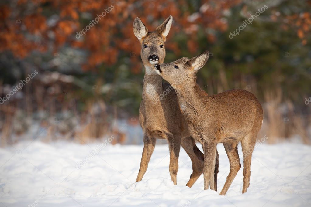 Mother and son roe deer, capreolus capreolus, in deep snow in winter kissing.