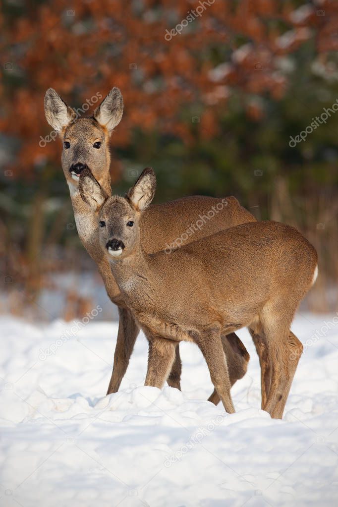 Roe deer, capreolus capreolus, family in deep snow in winter.