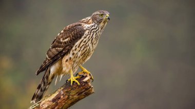 Juvenil Kuzey Goshawk, Accipiter Gentilis bir dal üzerinde yer alan