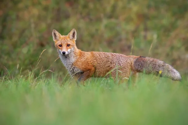 Красная лиса с низкого угла стоит на лугу осенью — стоковое фото