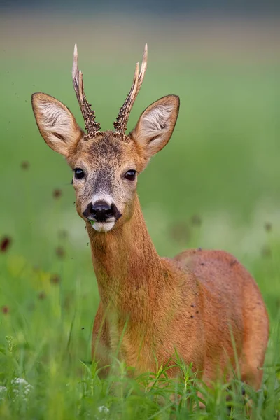 Dettaglio di capriolo sorpreso buck in estate in piedi in erba alta — Foto Stock