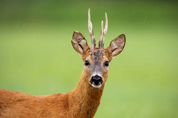 Close-up van attente reeën Buck staande op een weide in de zomer — Stockfoto