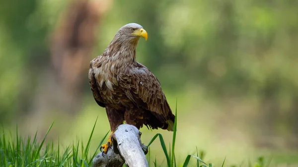 Ausgewachsene Seeadler sitzen tief über dem Boden auf einem Ast im Auenwald — Stockfoto