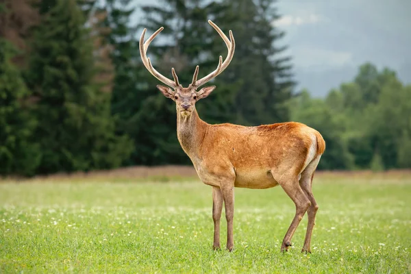 Cerf rouge cerf avec bois en velours sur une prairie — Photo